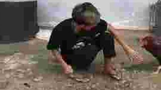 Ayam jago galak vs orang