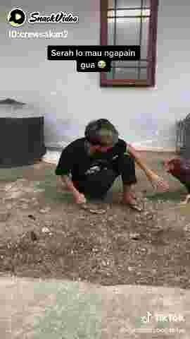 Ayam jago galak vs orang