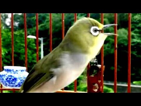 Suara Pleci Bagus Buat Masteran Burung Kicau