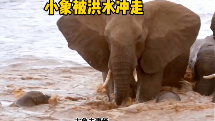 جرف السيل الفيل الصغير، فتخلّت الأم القاسية عن طفلها وصعدت إلى الشاطئ، لكن لحسن الحظ كانت النهاية دا