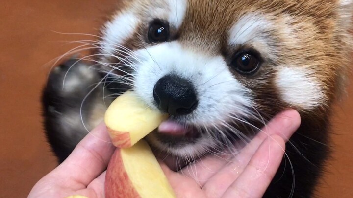 Can red pandas tell the difference between good and bad apple varieties? Grandma bought three differ