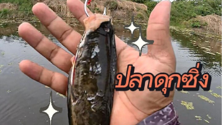 ตกปลาชะโดคลอง ด้วยปลาดุกซิ่ง