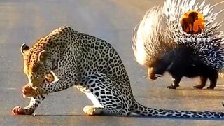 Macan tutul mengincar landak, tetapi lawannya juga bukan orang yang mudah ditaklukkan.