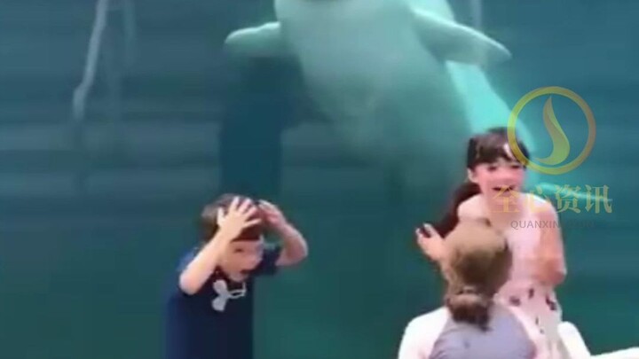 Beluga: Human babies are so much fun