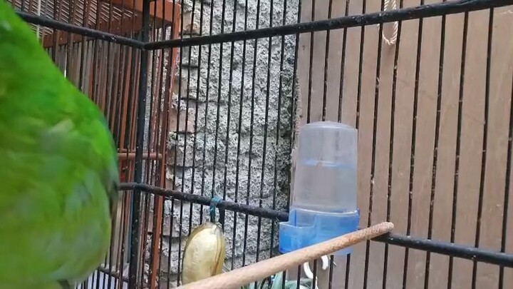 潛力不錯的綠葉鵯