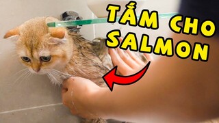 Tắm cho bé mèo Salmon | The Happy Pets #39