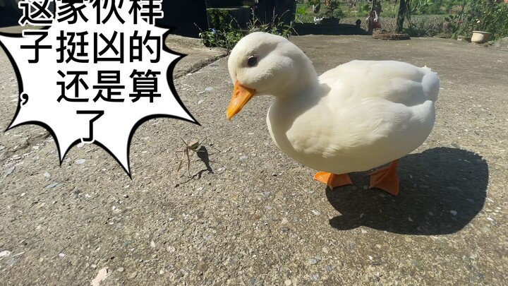 Mantis brutally beats up a Call duck—this is one arrogant mantis.