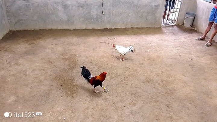 native pumatay Ng gwapong manok🤣🤣