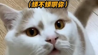 #Cat Go ask your rebellious children if they have mastered human language