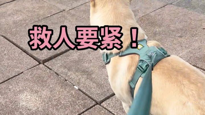 海狗以为有人跳海了，马上要下海救人！