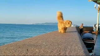 Cat walking beside the river