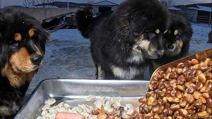 มื้อกลางวันของกองรักษาความปลอดภัยฟาร์มปศุสัตว์: ท่ามกลางอากาศหนาวจัดก็ยังกินเกี๊ยวน้ำเนื้อ! เฮยเฟิงก