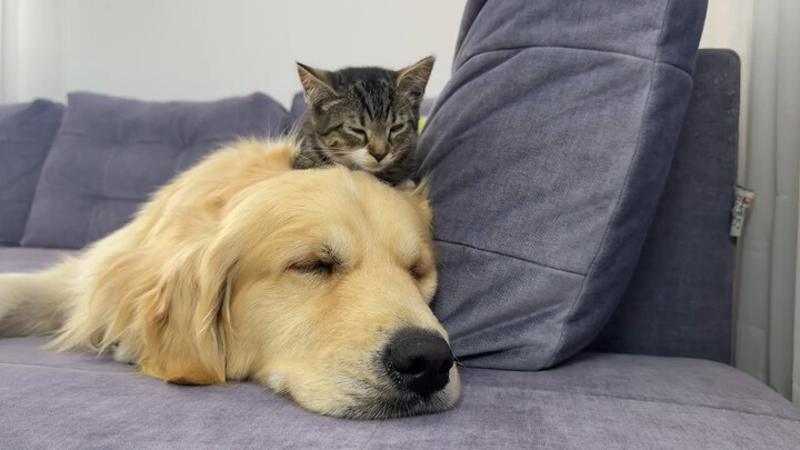 This cute kitten thinks her Golden Retriever is the best bed in the world!!