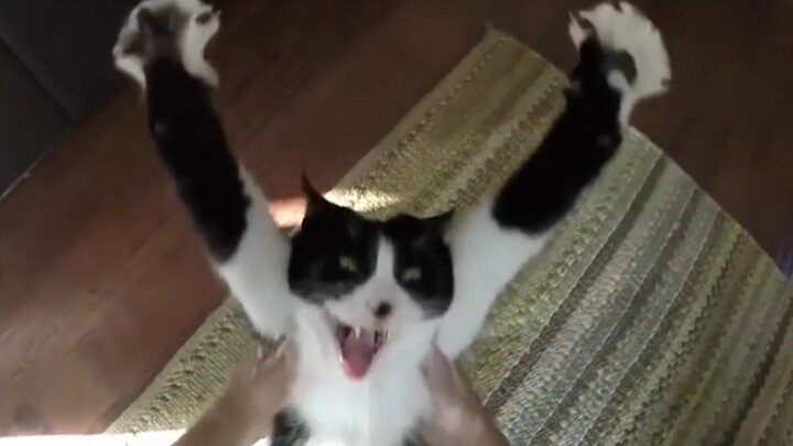 “This is probably why people keep cats!”