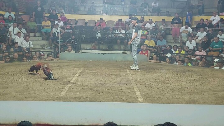 Dane GF 3 stag derby 1st fyt Cebu