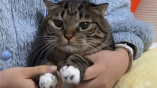 响屁不臭，臭屁不响！小猫咪的屁也一样！！