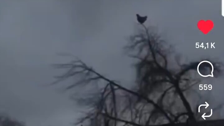 Căn nhà, con gà trống, cái cây gào thét