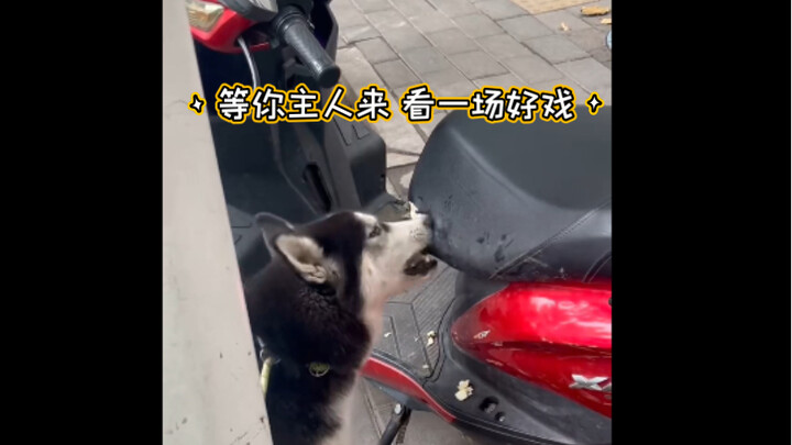 The car’s not mine, and neither is the dog. I’m waiting for its owner to show up and see a real dram