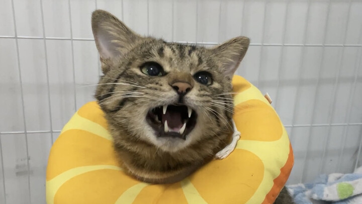 After being spayed, the kitten’s first move out of the cage is to “kiss” its mom and then poop all o