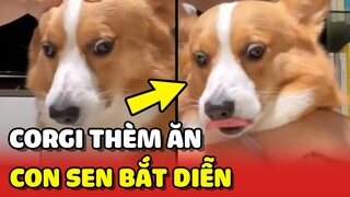 Thanh niên Corgi THÈM ĂN nhưng bị Sen bắt diễn "TÌNH CẢM" 😂 | Yêu Lu