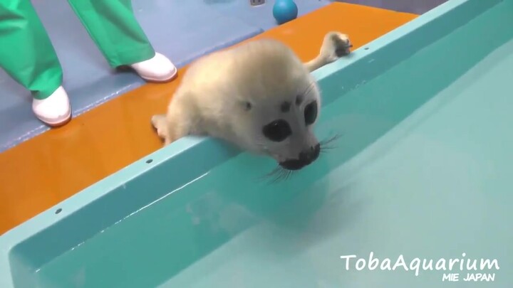 ลูกแมวน้ำพยายามลงน้ำ (พิพิธภัณฑ์สัตว์น้ำโทริบา) (พร้อมเสียง)