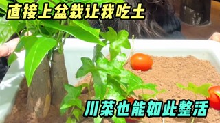 Make me eat dirt? Can Sichuan cuisine be so fussy?