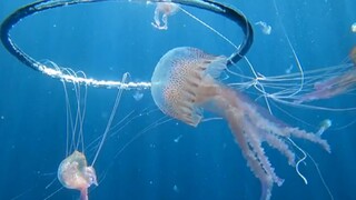 水母：人干的事你是一件也不做【二】