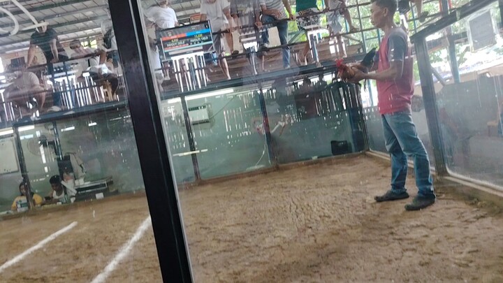 Skyshot Gamefarm superbrownred vs  Sinibalang