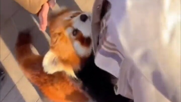 الباندا الصغير يحب التصاق الناس به جدًا! إنه ودود وقريب من البشر كثيرًا!