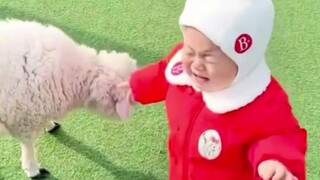 宝宝VS羊羊，人类一败涂地！