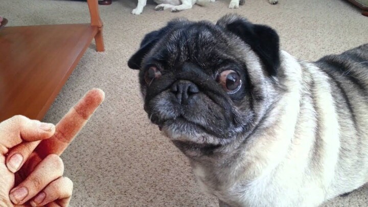 What happens after you give a dog the middle finger? Will it end in “doggo death”? Hahaha, I’m dying