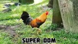 Super Domo