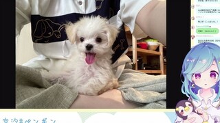【生肉】8.27 星宫汐40w粉丝时给dd们的礼物！