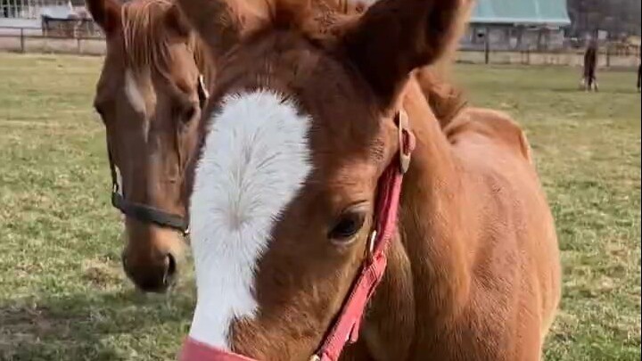 Muốn theo chân hai chân, nhưng bị mẹ ngăn lại
