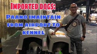 Imported na aso: Paano imaintain galing sa Airport Cargo hanggang sa  kennel