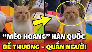 Bắt gặp bé MÈO HOANG tại Hàn Quốc SIÊU DỄ THƯƠNG và QUẤN NGƯỜI 🥰 | Yêu Lu