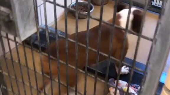 All He Wants Is a Warm Bed and a Family ❤️