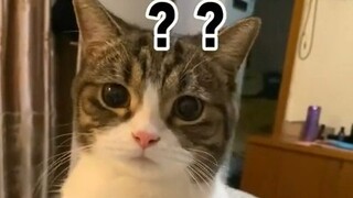 The moment the biting kitten heard the owner asking about euthanasia