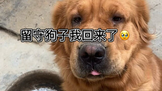 I'm an irresponsible parent! Hachiko the faithful dog isn't just one dog—it represents all dogs. Ple