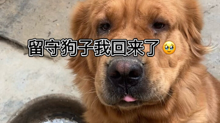 Tôi là một phụ huynh vô trách nhiệm! Chó trung thành Hachi không phải chỉ là một chú chó, mà là tất 