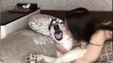 A mashup video of funny dogs