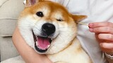 Stroking the shiba inu's ears feels too good. They are getting addicted!