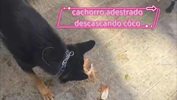 cachorro descascando côco