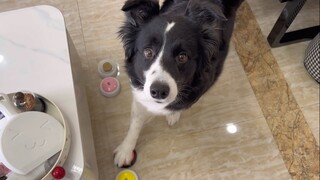 Saya anak anjing dan saya tidak setuju untuk menaruh makanan ringan di bar makan