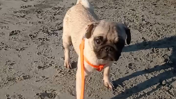 puglet