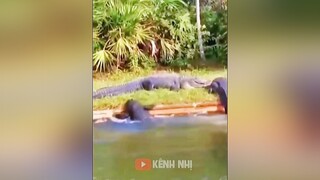 Động vật hài hước vui nhộn 😂. giaitri vuinhon haicuoi haihuoc