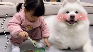 Peliharaan Lucu | Anak Kecil dan Samoyed Bermain Rumah-Rumahan