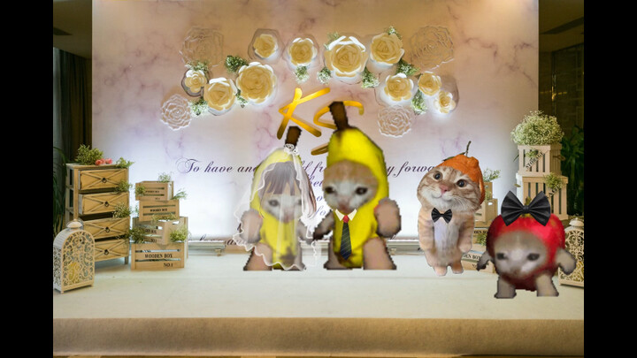 The Life of an Ordinary Cat (Part 2)