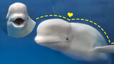 How to force a beluga to compromise