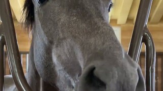 How much horses like to drink carrot juice